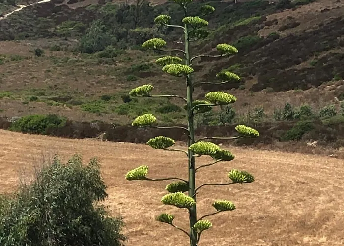 Il Giardino Di Elettra